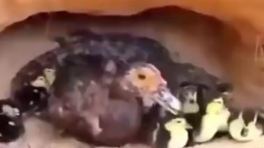 छोटी मगर बदकाला समजली आई, जवळ पोहोचली आणि केलं असं काही  (Watch Viral Video)